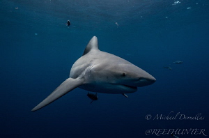 Up close free diving with Bull sharks by Michael Dornellas 